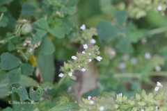 Perilla frutescens